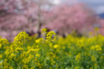 菜の花