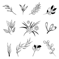 Collection of hand drawn flowers and plants.