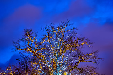 Tree With Holiday Lights Decoration