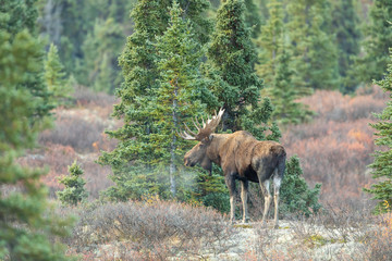 Alaska Yukon bull Moose in Denali National Park in Autumn