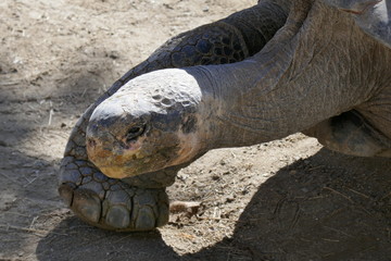 Giant Galapagos tortoises
