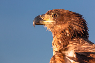 Portrait of White-tailed Eagle, Haliaeetus albicilla