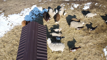 Pasture with different beautiful lamas and sheep