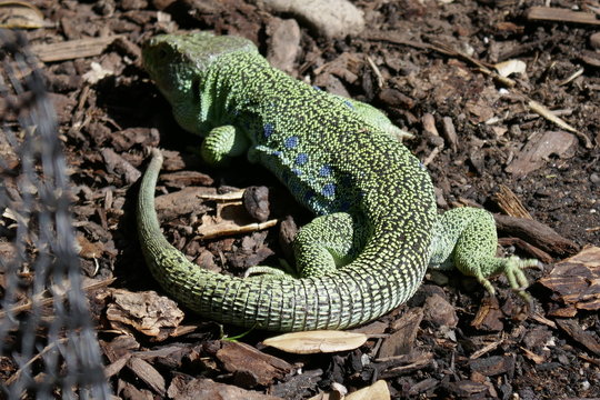 Jeweled Lacerta Green Lizard