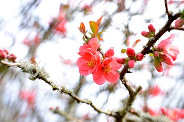wild apple blossom in spring