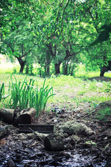 Bright spring greens at dawn in the forest. Nature comes to life in early spring.