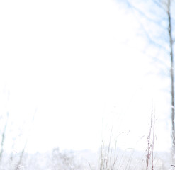 Winter Park. Landscape in snowy weather. January.