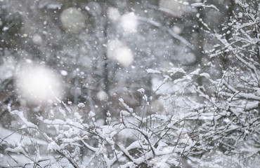 Winter Park. Landscape in snowy weather. January.