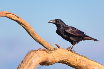 Common raven (Corvus corax)