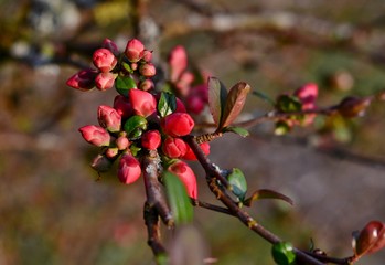 blossom buds wild apple