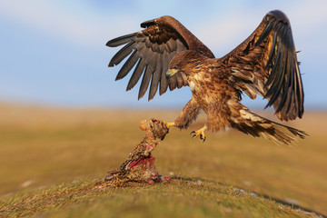 White-tailed Eagle (Haliaeetus albicilla)