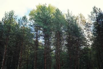 Bright spring greens at dawn in the forest. Nature comes to life in early spring.