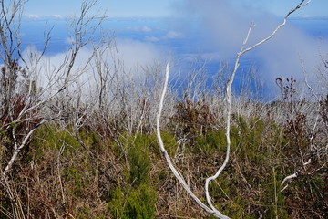 Vertrocknete Büsche bei Fanal auf Madeira