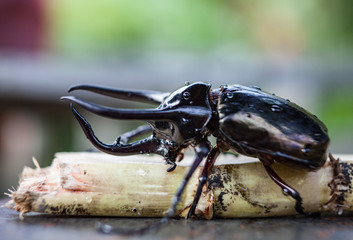 Black rhinoceros beetle in wild nature close-up.
