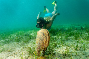 The girl is diving near the noble pen shell, Adriatic Sea, Croatia