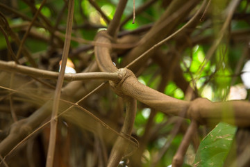 Close up of Banisteriopsis Caapi vines, one of the Ayahuasca plants. Psychadelic plant from Brazil. Used in indigenous rituals and shamanism. 