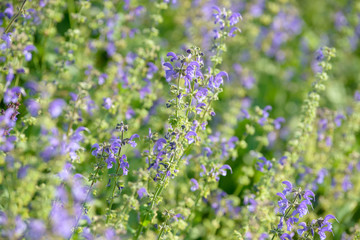 Lavender Flowers. Flowering bush growing in the field. Blooming lavender inflorescence of beautiful colorful wild grass.