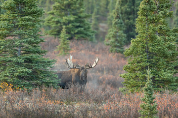 Alaska Yukon bull Moose in Denali National Park in Autumn