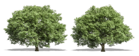 Beautiful Salix fragilis tree isolated and cutting on a white background with clipping path.