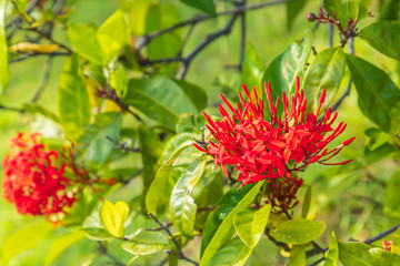 Ixora Javanese  Jungle Flame flower of the family Rubiaceae 