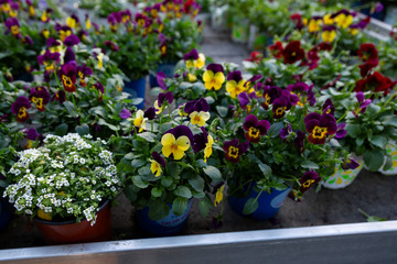 Fototapeta na wymiar Multicolor pansy flowers or pansies as background or pattern. Garden decoration