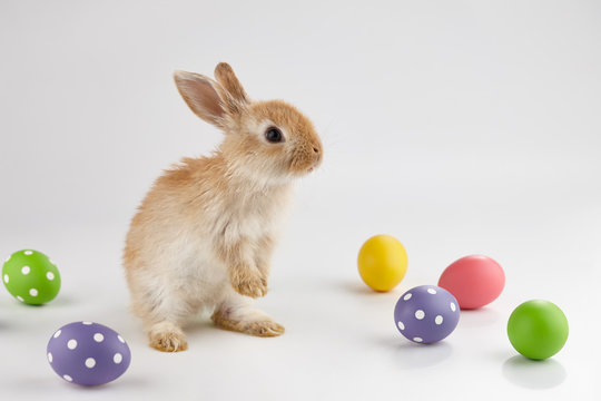 Easter bunny rabbit with colorful eggs