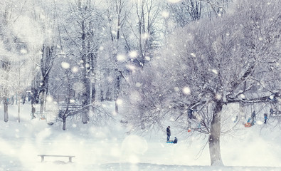 Fototapeta premium Winter forest landscape. Tall trees under snow cover. January frosty day in the park.