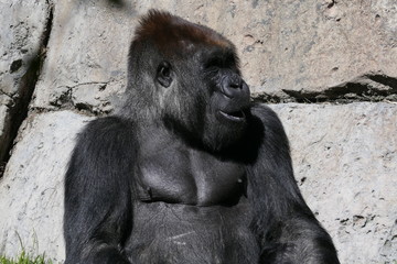 Male Silver back gorilla