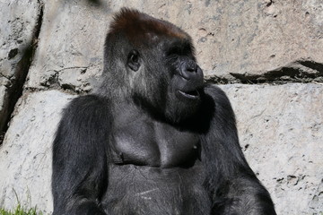 Fototapeta premium Male Silver back gorilla