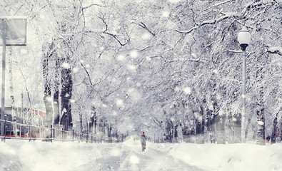 Winter forest landscape. Tall trees under snow cover. January frosty day in the park.