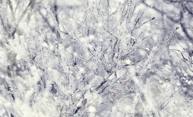 Winter forest landscape. Tall trees under snow cover. January frosty day in the park.