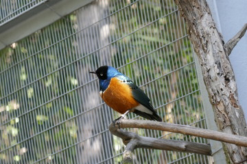 Splendid glossy starlings
