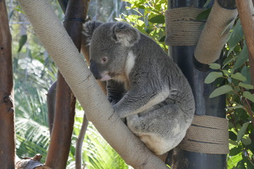 Koala in an eucalyptus tree