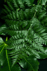 lustrous green leaves at night