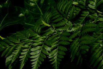 lustrous green leaves at night