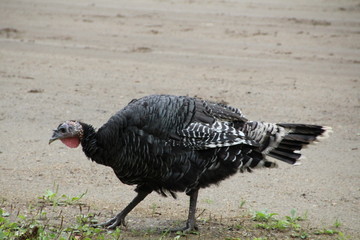 Turkey By The Road, Fort Edmonton Park, Edmonton, Alberta