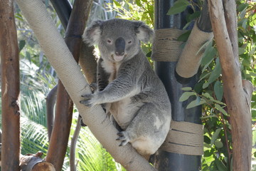 Obraz premium Koala in an eucalyptus tree