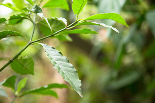 Close up of Psychotria Viridis leafs. One of the Ayahuasca plants. Used in religious and shamanic rituals in the amazon rainforest. 