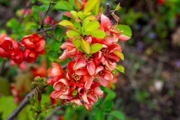 Bright red and pink chinese Chaemnomeles superba quince flowers blossom in spring in the garden with green leaves background.