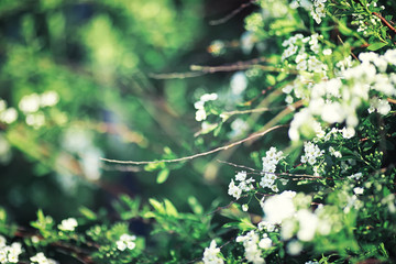 Bright spring greens at dawn in the forest. Nature comes to life in early spring.