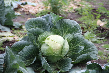 Head Of Cabbage, Fort Edmonton Park, Edmonton, Alberta
