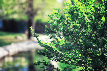 Obraz premium Bright spring greens at dawn in the forest. Nature comes to life in early spring.