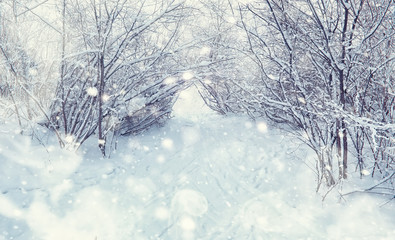 Winter forest landscape. Tall trees under snow cover. January frosty day in the park.