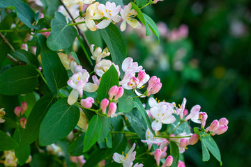 Bright white and pink  decorative Japanese Honeysuckle (Lonicera caprifolium) flowers blossom in spring in the garden with green leaves background.