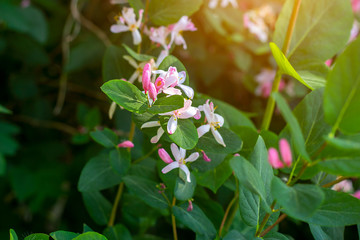 Bright white and pink  decorative Japanese Honeysuckle (Lonicera caprifolium) flowers blossom in...