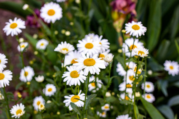 Fototapeta premium Blossoming wild white and yellow chamomile flowers on green leaves and grass background in summer.