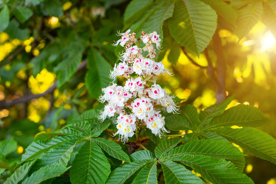 White horse-chestnut (Conker tree, Aesculus hippocastanum) blossoming flowers on branch with green leaves background.