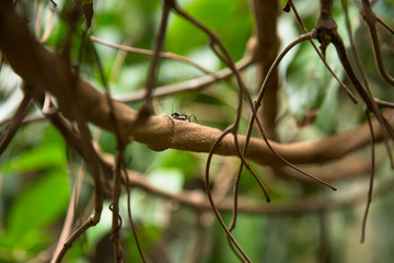 Banisteriopsis Caapi vines, one of the Ayahuasca plants. Psychadelic plant from Brazil. Used in indigenous rituals and shamanism. 