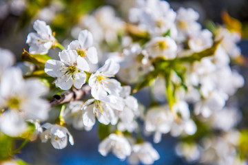 Fototapeta na wymiar Blooming apple tree in spring time. Flower.