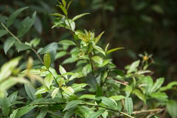 Leafs of Pereskia Aculeate plant or Barbados Gooseberry. Ora-Pro-Nóbis 'PANC' edible leafs. Non-conventional food source. 